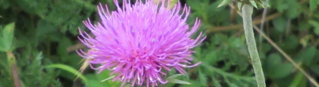 cropped-1100-300-6.jpg